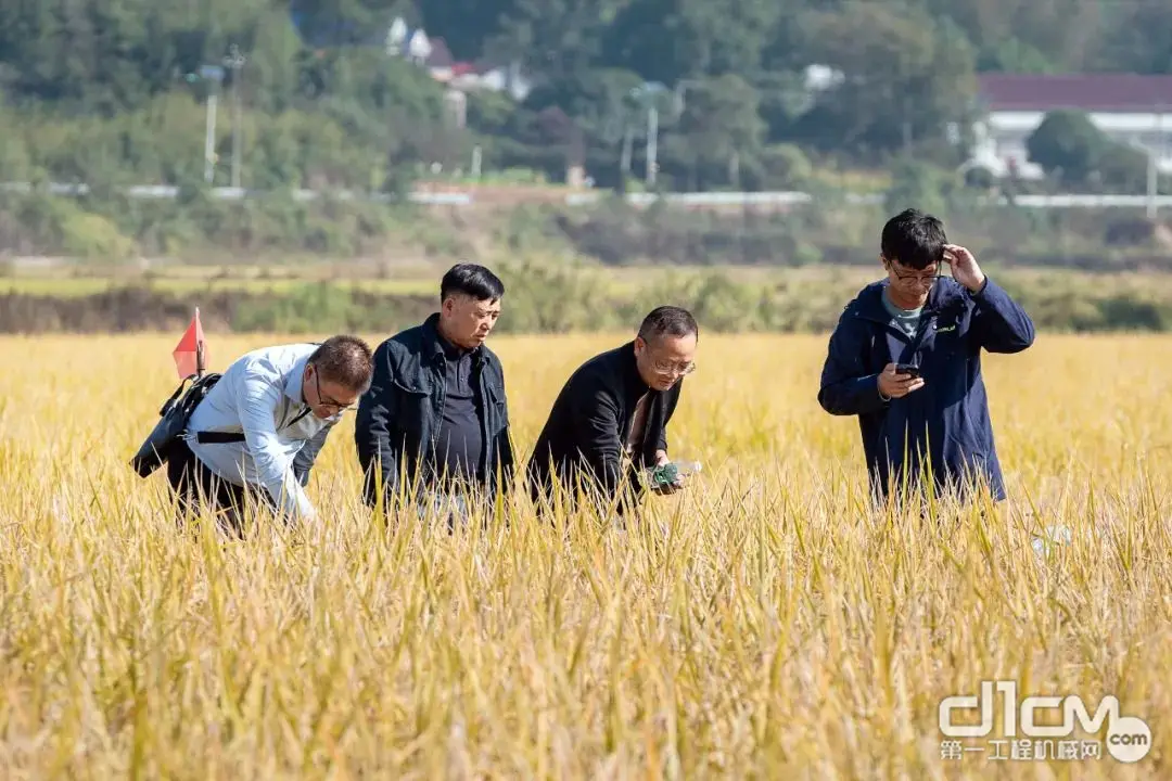 中联技术助优质稻单产提升