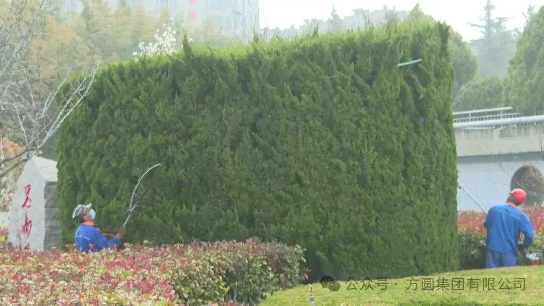 【绿化美化】方圆集团开展厂区绿化美化维护工作